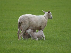 Lambs Suckling